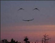 smileybirds